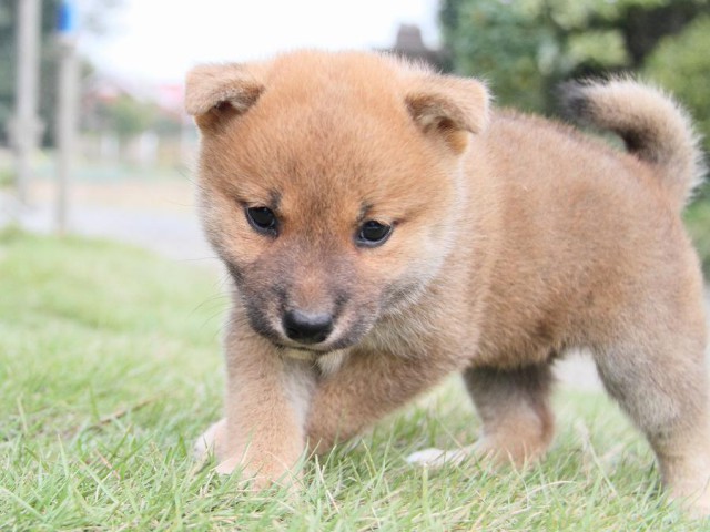 IMG_3325shibainu-puppy-shibainu Puppy