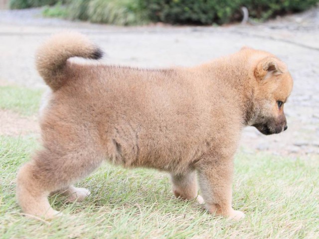 IMG_3335shibainu-puppy-shibainu Puppy