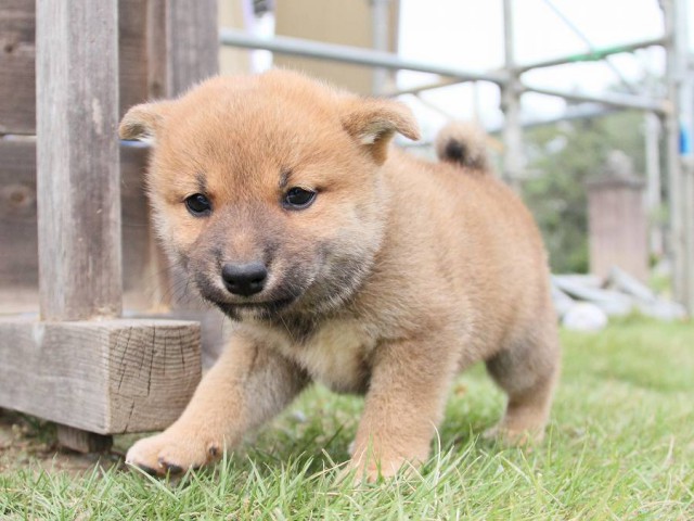 IMG_3340shibainu-puppy-shibainu Puppy