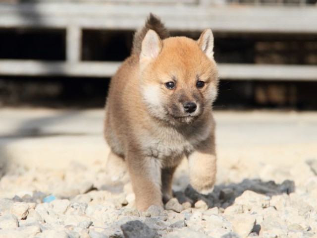 IMG_3345-shibainu-koinu