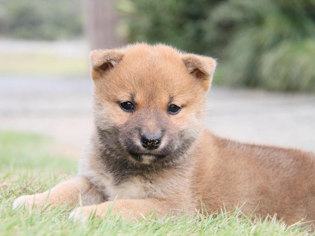 IMG_3359shibainu-puppy-shibainu Puppy