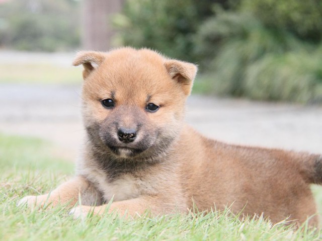 IMG_3361shibainu-puppy-shibainu Puppy