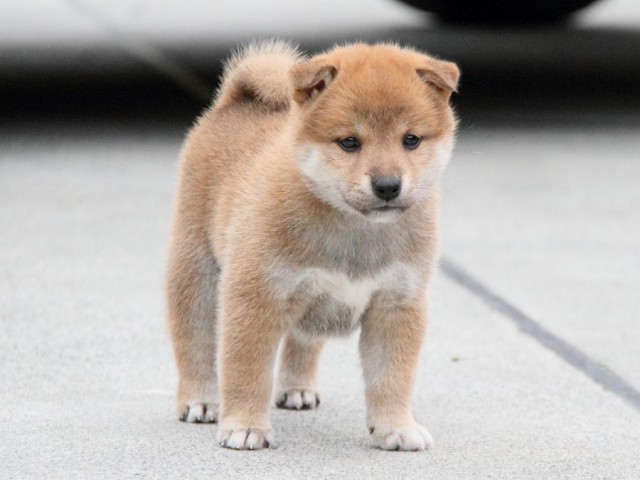 IMG_3562shibainu-puppy-shibainu Puppy