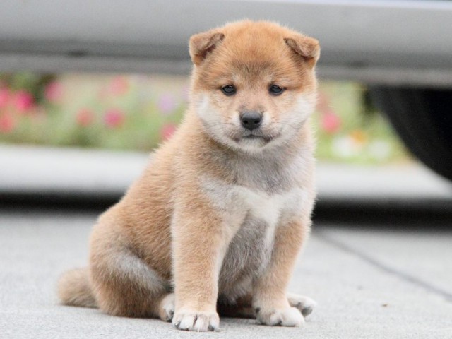 IMG_3587shibainu-puppy-shibainu Puppy