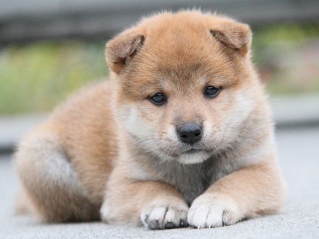 IMG_3610shibainu-puppy-shibainu Puppy