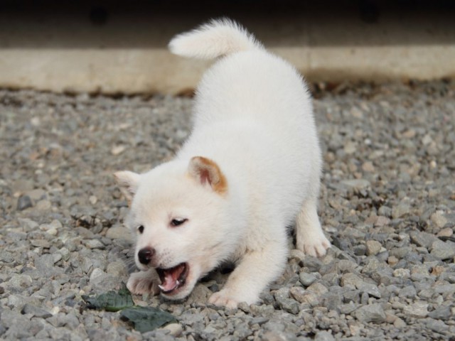 IMG_3655-shibainu-koinu