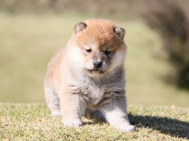 IMG_3666-shibainu-koinu