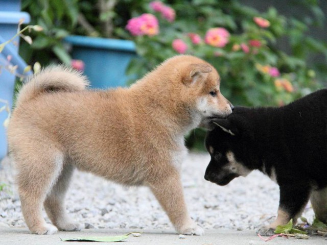 IMG_3685shibainu-puppy-shibainu Puppy