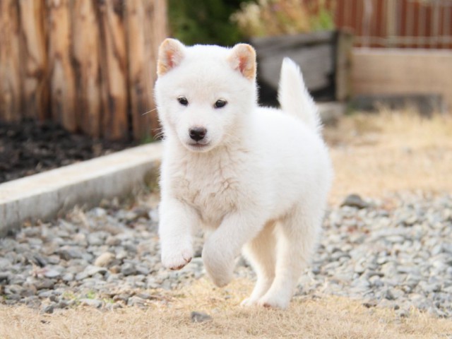 IMG_3686-shibainu-koinu