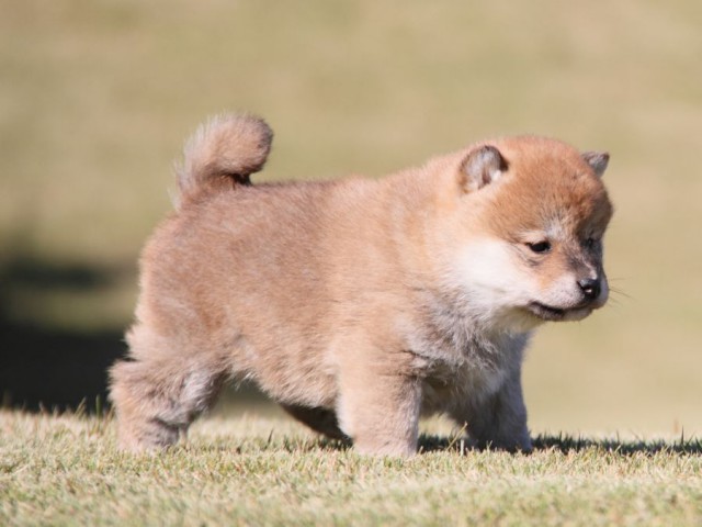 IMG_3691-shibainu-koinu