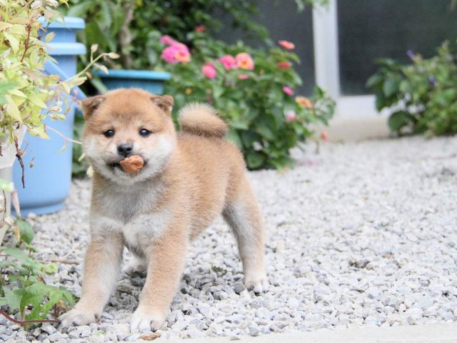 IMG_3691shibainu-puppy-shibainu Puppy