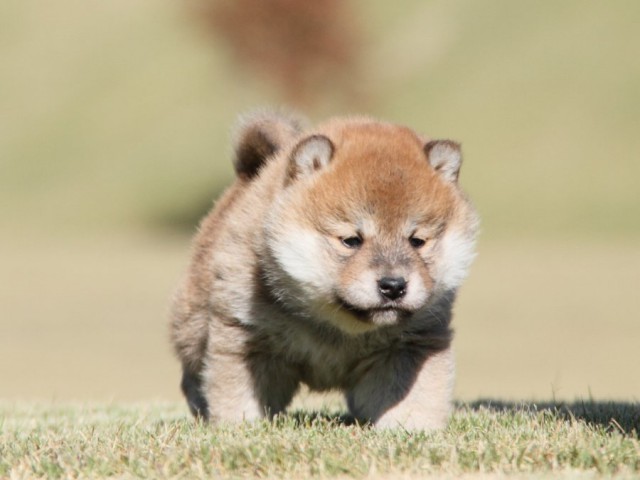 IMG_3723-shibainu-koinu