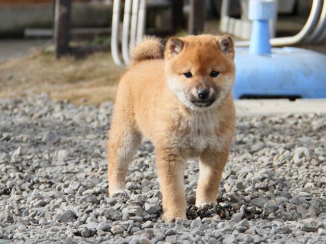 IMG_3723-shibainu-koinu