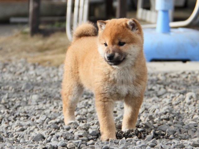 IMG_3725-shibainu-koinu