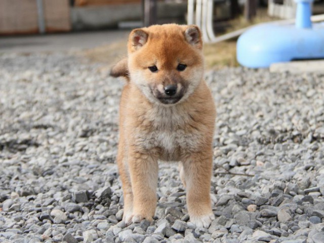 IMG_3736-shibainu-koinu