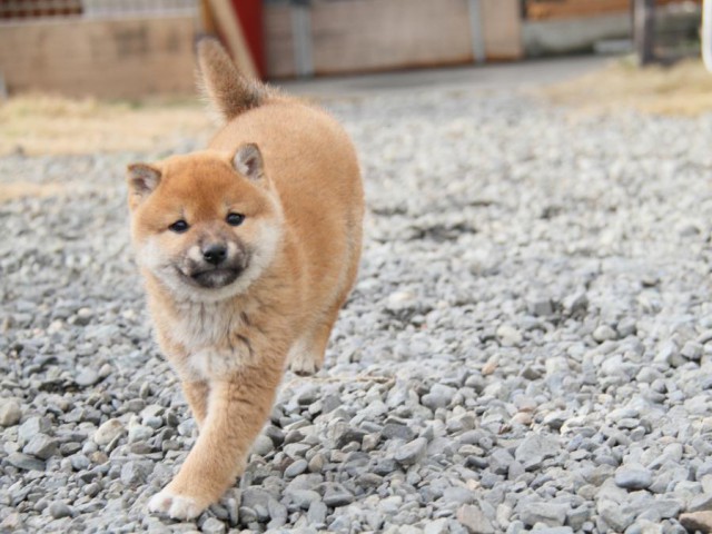 IMG_3743-shibainu-koinu