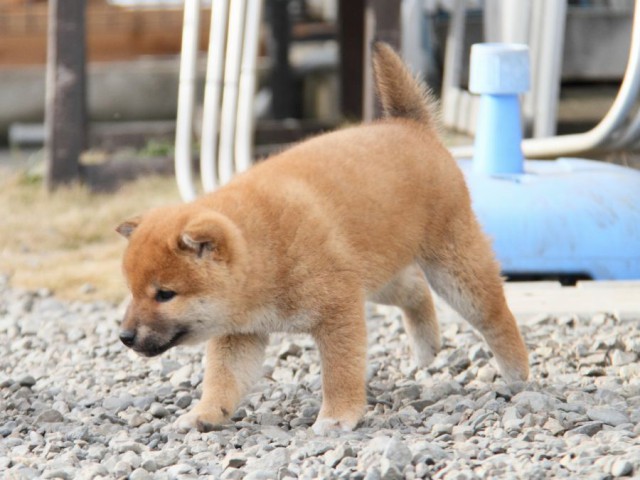 IMG_3767-shibainu-koinu