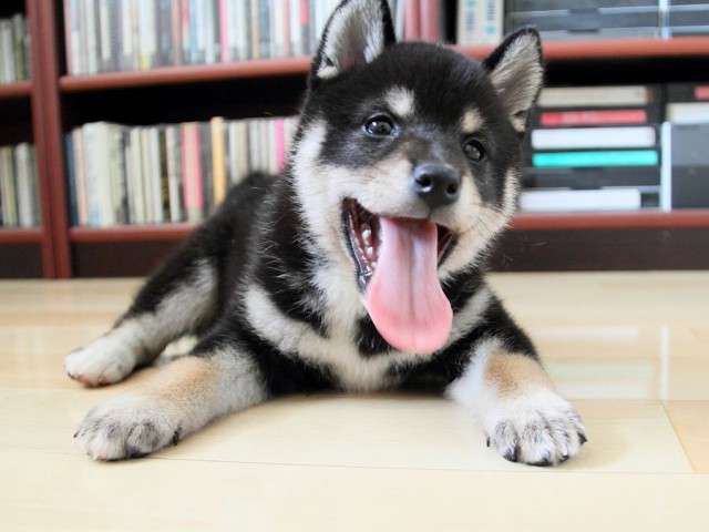 IMG_3770shibainu-puppy-shibainu Puppy