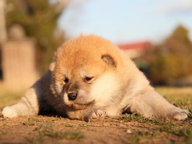 IMG_3775--shibainu Puppy