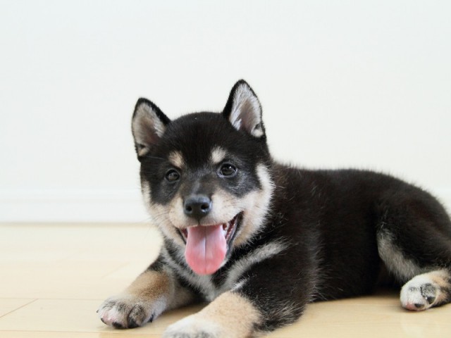 IMG_3785shibainu-puppy-shibainu Puppy