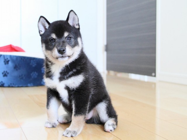 IMG_3791shibainu-puppy-shibainu Puppy