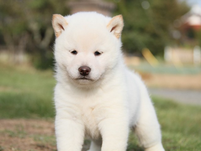 IMG_4103--shibainu Puppy