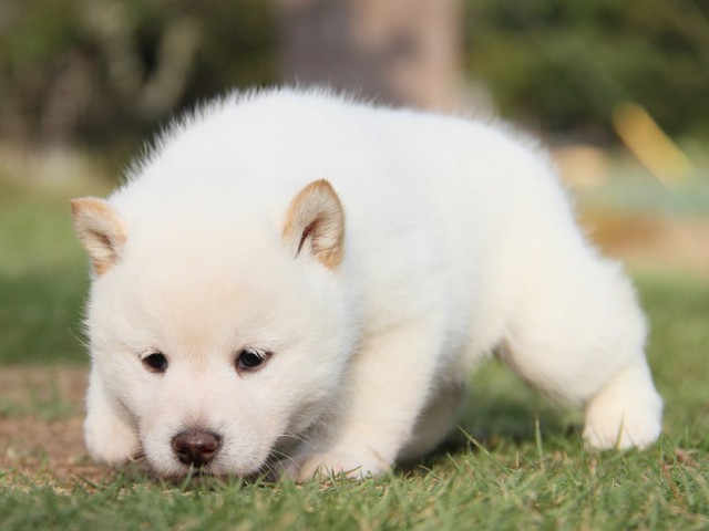 IMG_4113--shibainu Puppy