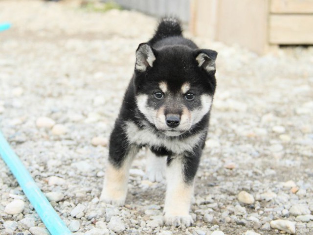 IMG_4125-shibainu-koinu