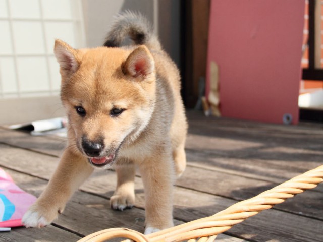 IMG_4278shiba