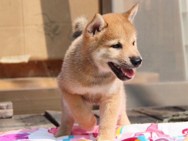 IMG_4293shiba