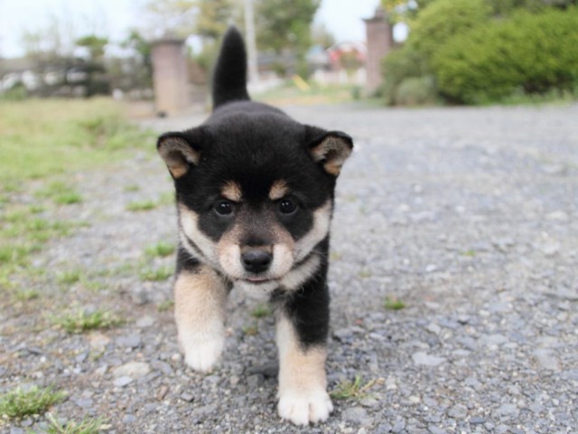 IMG_4302-shibainu-puppy