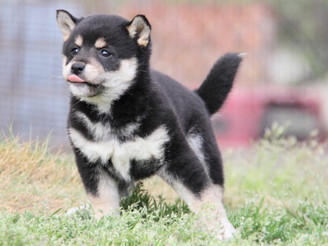 IMG_4311-shibainu-puppy