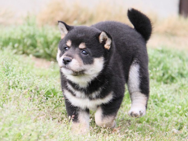 IMG_4315-shibainu-puppy