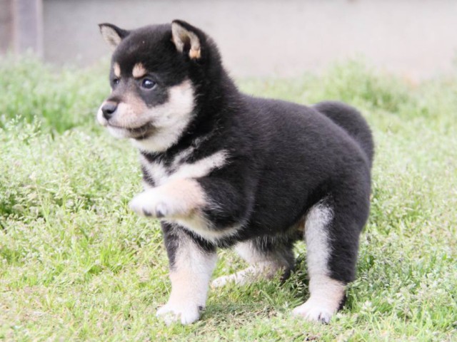 IMG_4318-shibainu-puppy