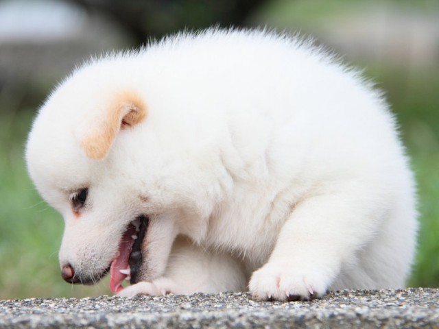 IMG_4508-shibainu-koinu