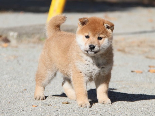 IMG_4726-shibainu-koinu