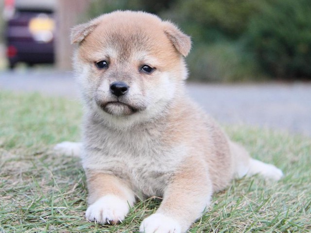 IMG_4735--shibainu Puppy