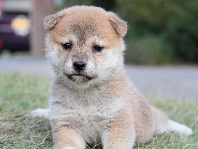 IMG_4737--shibainu Puppy