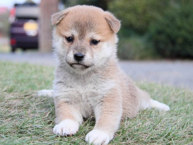 IMG_4741--shibainu Puppy