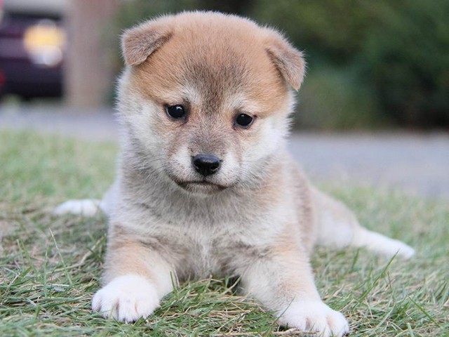 IMG_4750--shibainu Puppy