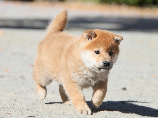 IMG_4752-shibainu-koinu