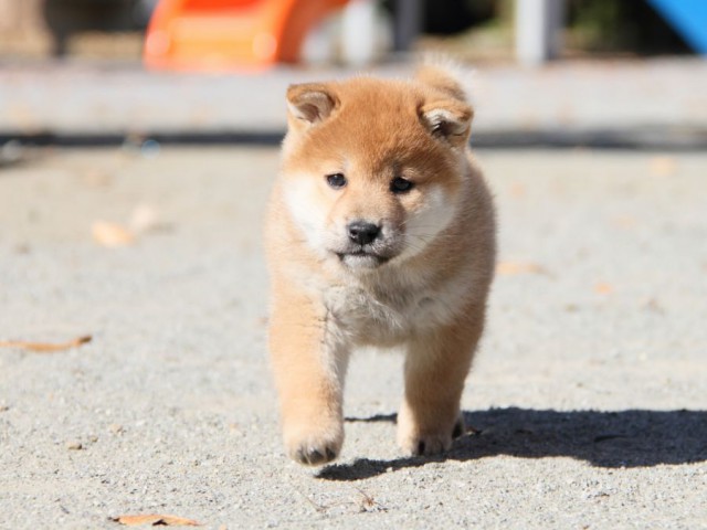 IMG_4771-shibainu-koinu