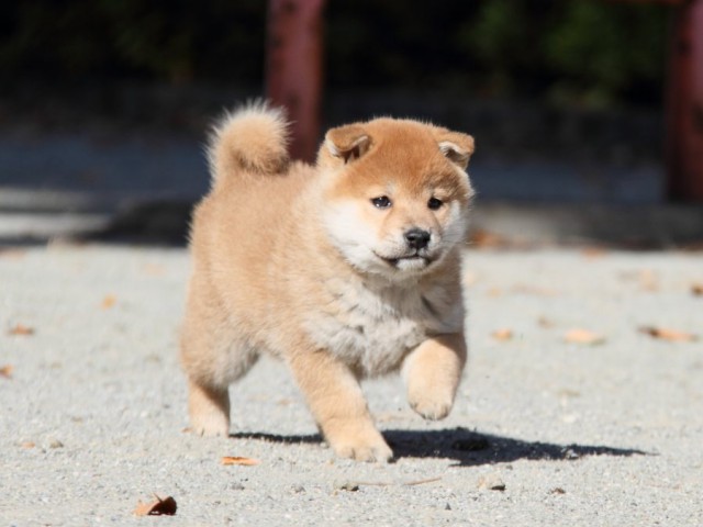 IMG_4790-shibainu-koinu