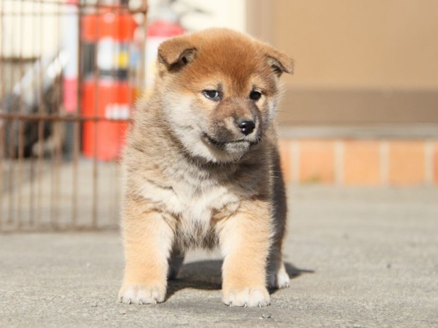 IMG_4918-shibainu-koinu