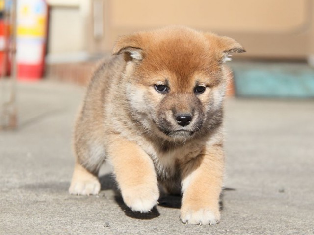 IMG_4930-shibainu-koinu