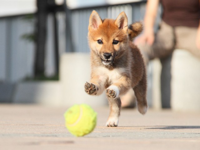 IMG_5169-shibainu-koinu