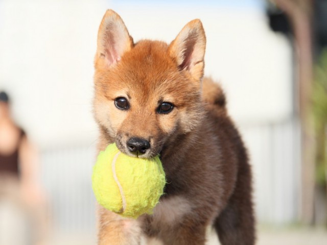 IMG_5181-shibainu-koinu