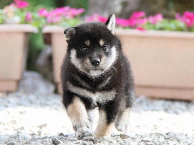 IMG_5184-shibainu-puppy