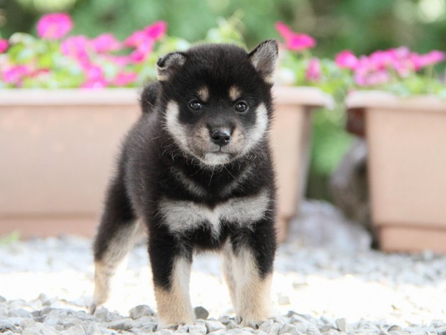 IMG_5217-shibainu-puppy