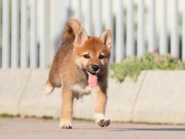 IMG_5234-shibainu-koinu